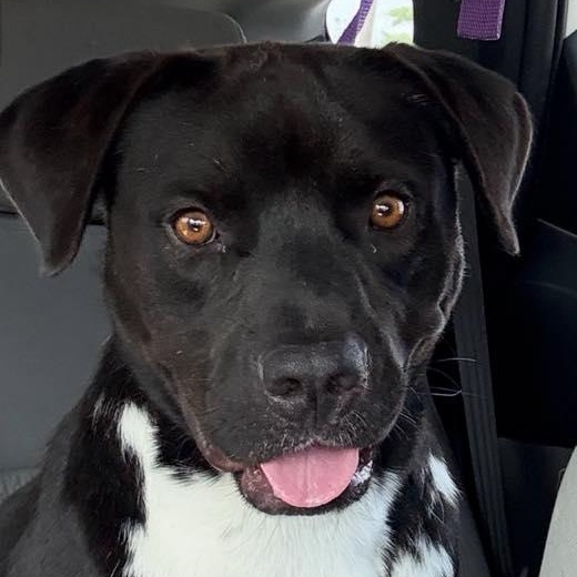 Charles, Adoptable, Young Male American Staffordshire Terrier.