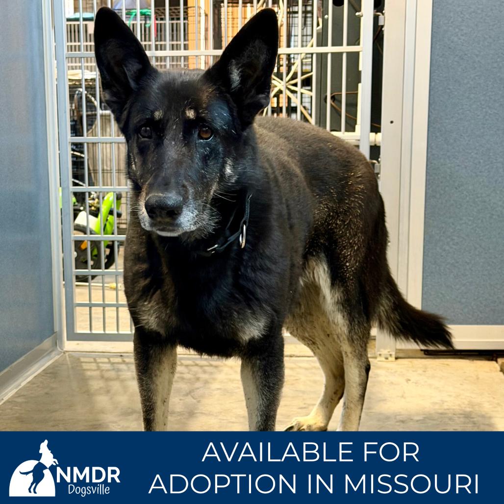 Enlarge Salome - Missouri (F26-68), a Adoptable German Shepherd Dog in Peyton, CO image 1/5