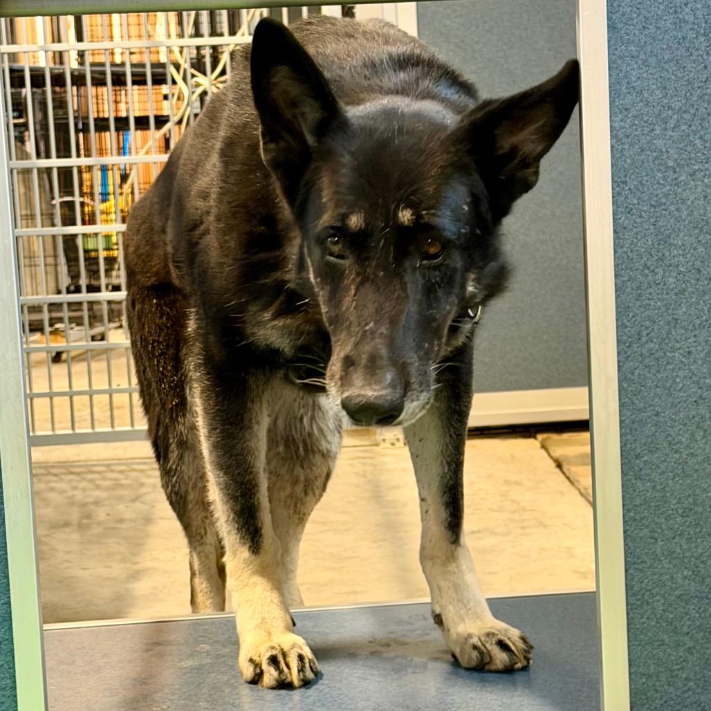 Enlarge Salome - Missouri (F26-68), a Adoptable German Shepherd Dog in Peyton, CO image 2/5