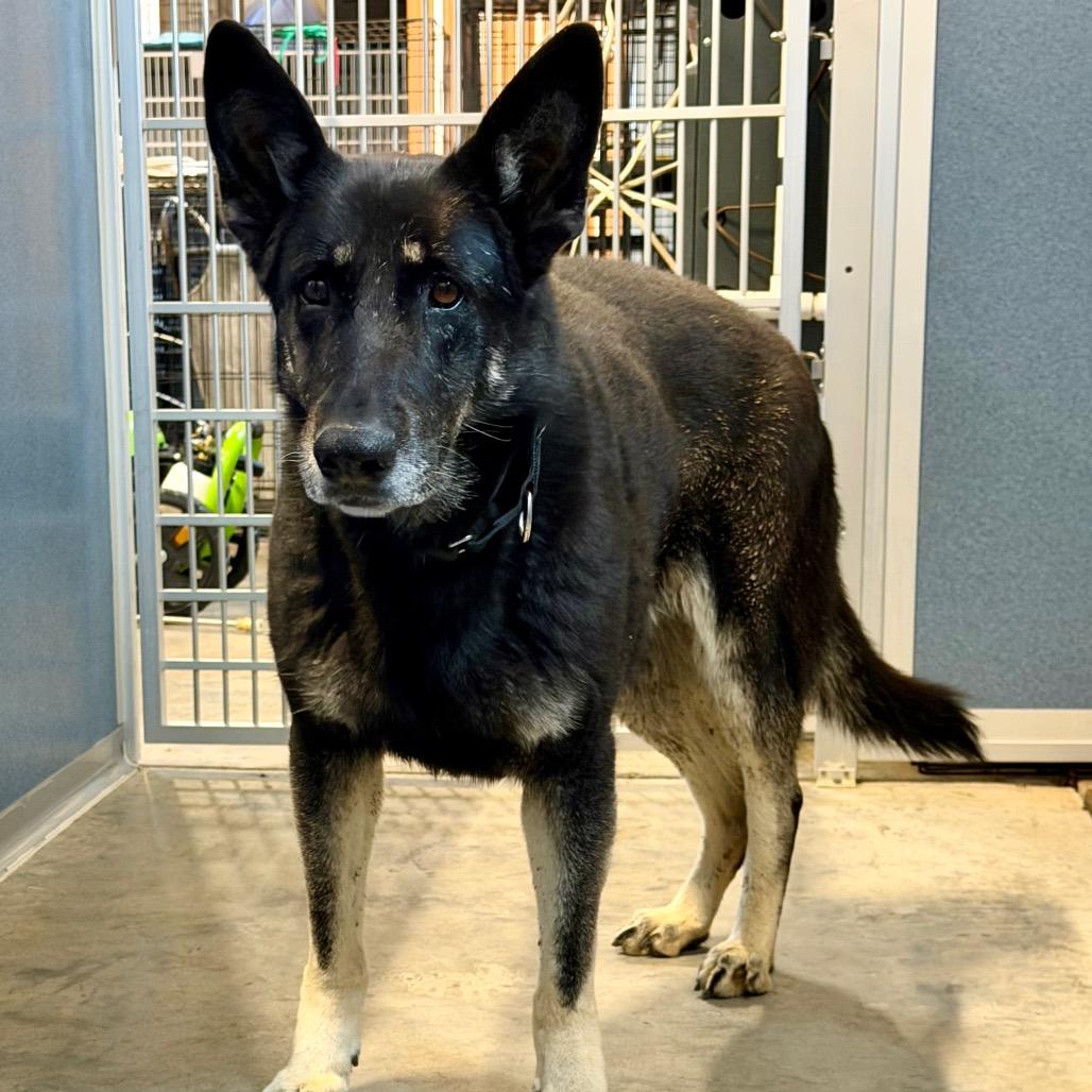 Enlarge Salome - Missouri (F26-68), a Adoptable German Shepherd Dog in Peyton, CO image 4/5