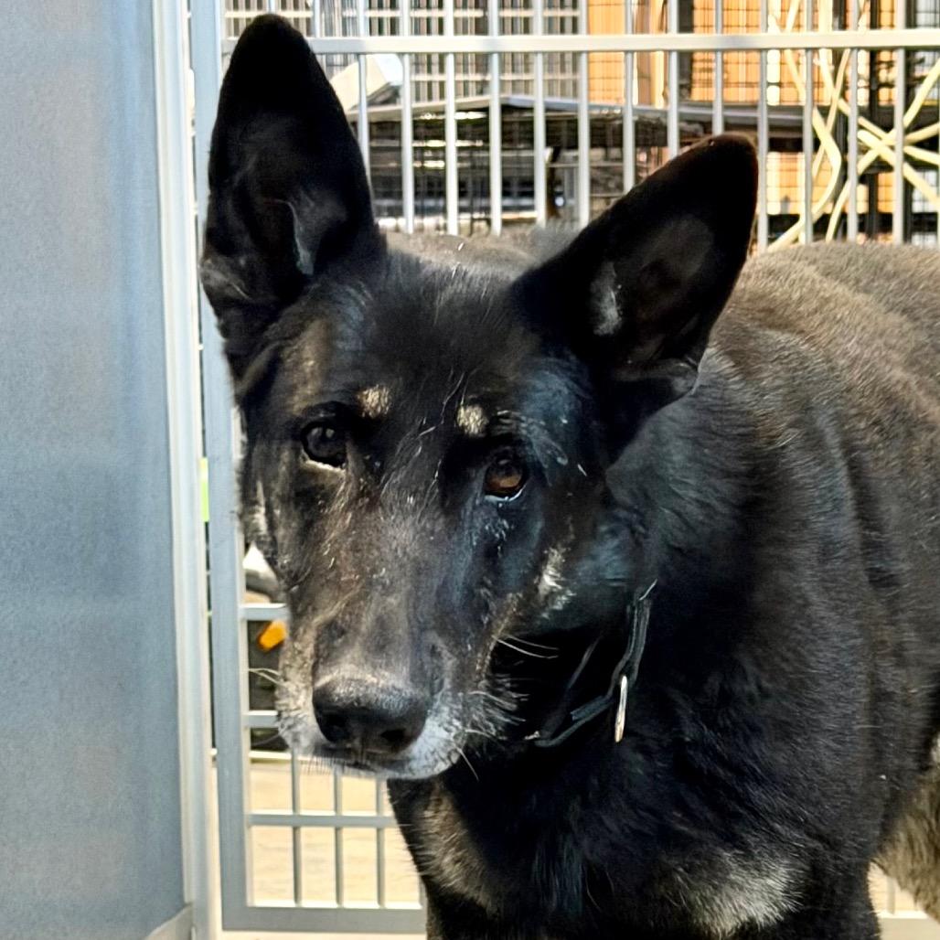 Enlarge Salome - Missouri (F26-68), a Adoptable German Shepherd Dog in Peyton, CO image 5/5