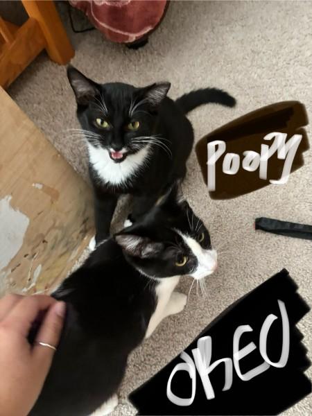 Enlarge Oreo, a Adoptable Domestic Short Hair in Easley, SC image 3/3