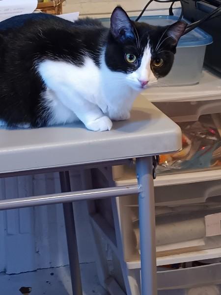 Enlarge Oreo, a Adoptable Domestic Short Hair in Easley, SC image 2/3