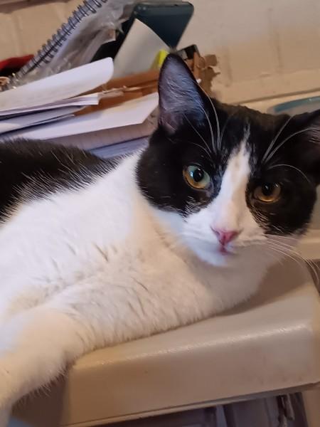 Enlarge Oreo, a Adoptable Domestic Short Hair in Easley, SC image 1/3