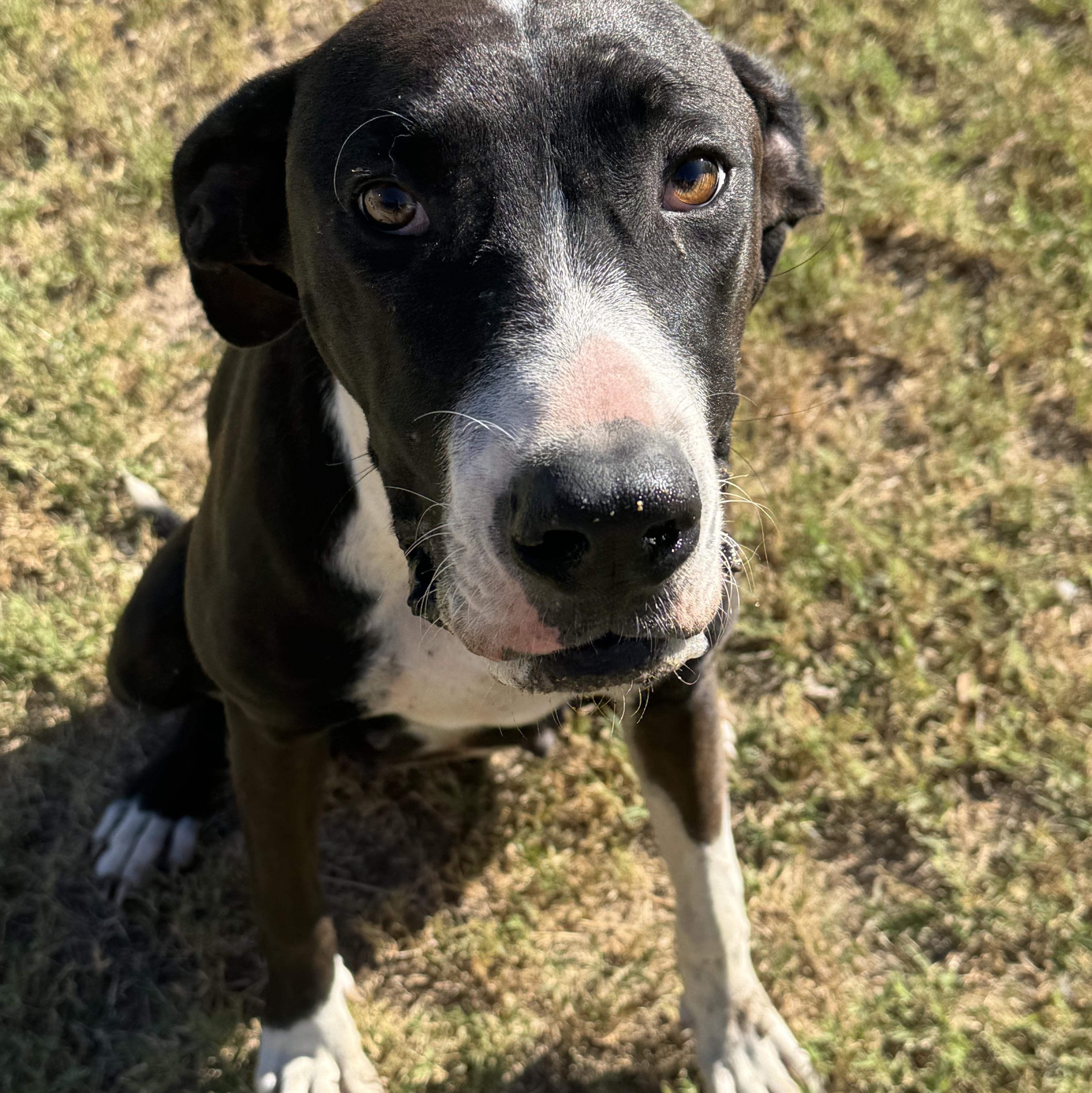 Enlarge Darla, a Adoptable mixed breed in Willowbrook, IL image 1/5