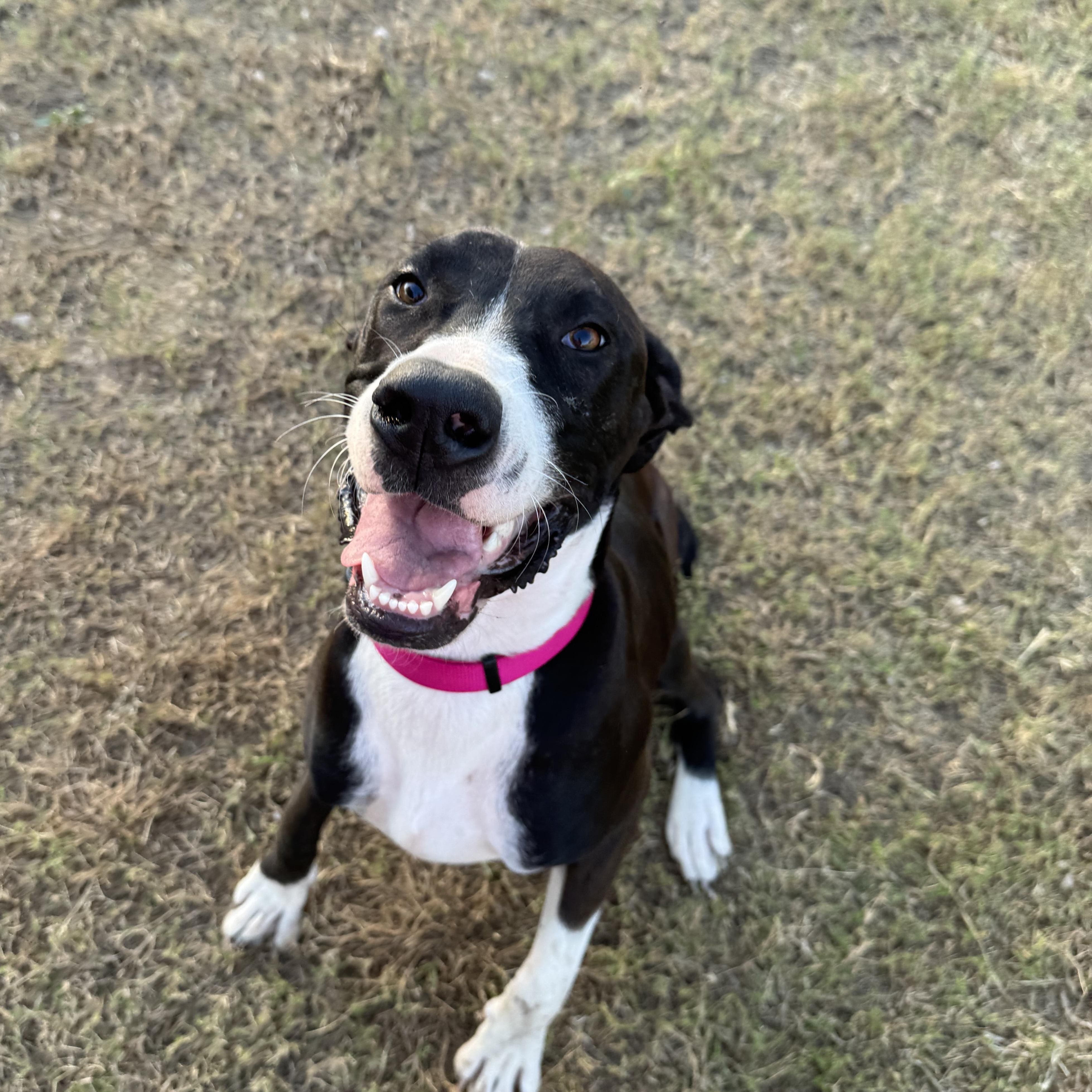 Enlarge Darla, a Adoptable mixed breed in Willowbrook, IL image 2/5