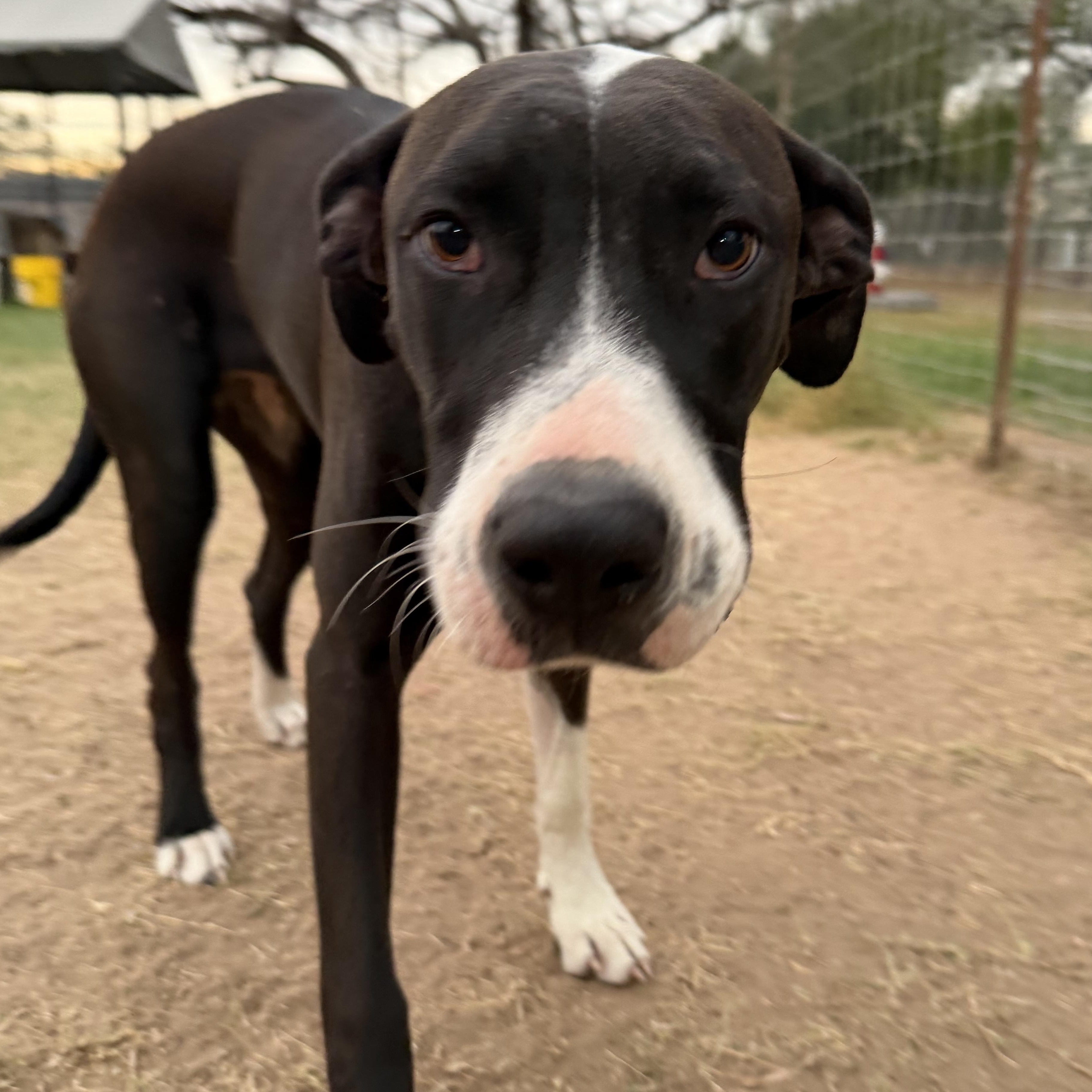 Enlarge Darla, a Adoptable mixed breed in Willowbrook, IL image 4/5