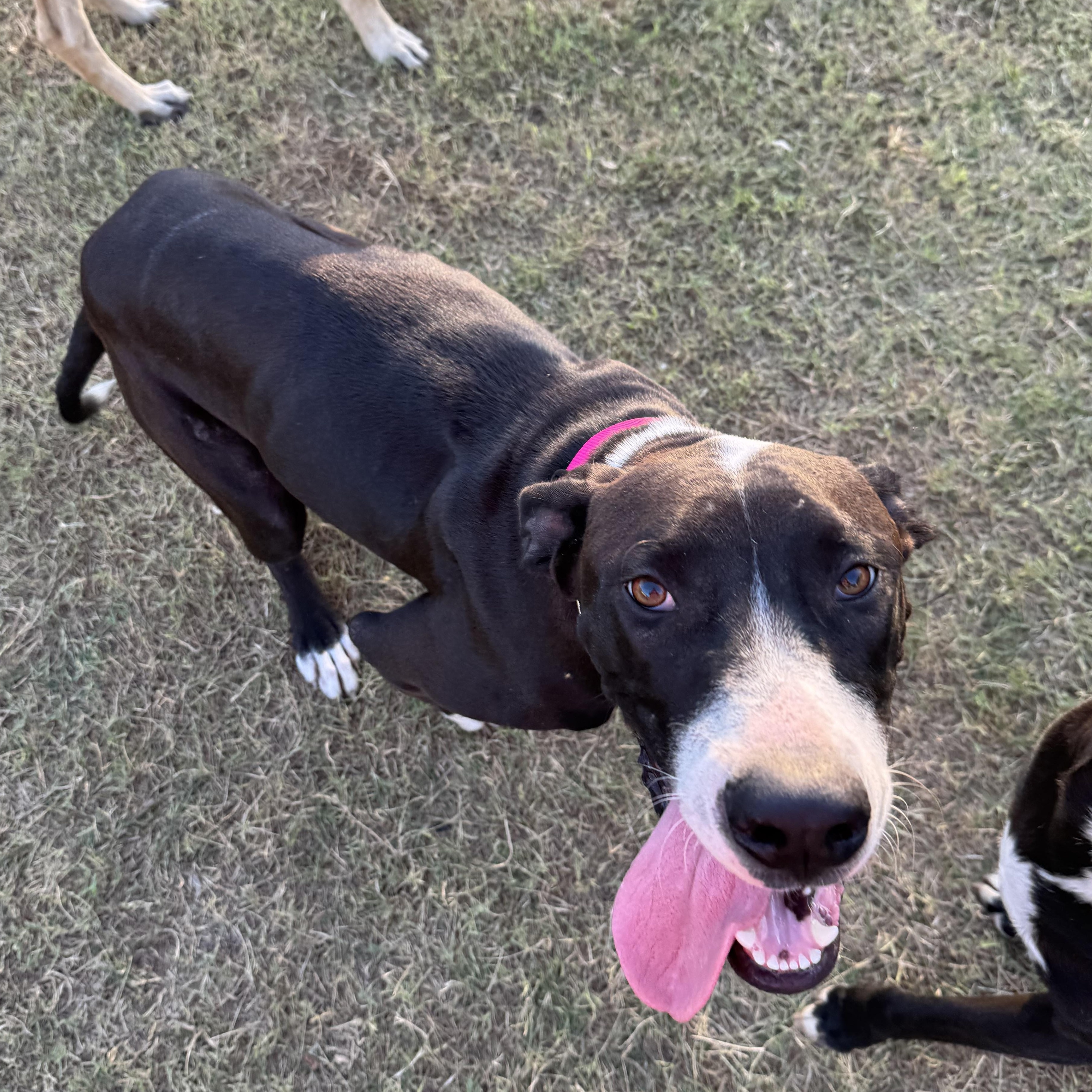 Enlarge Darla, a Adoptable mixed breed in Willowbrook, IL image 5/5