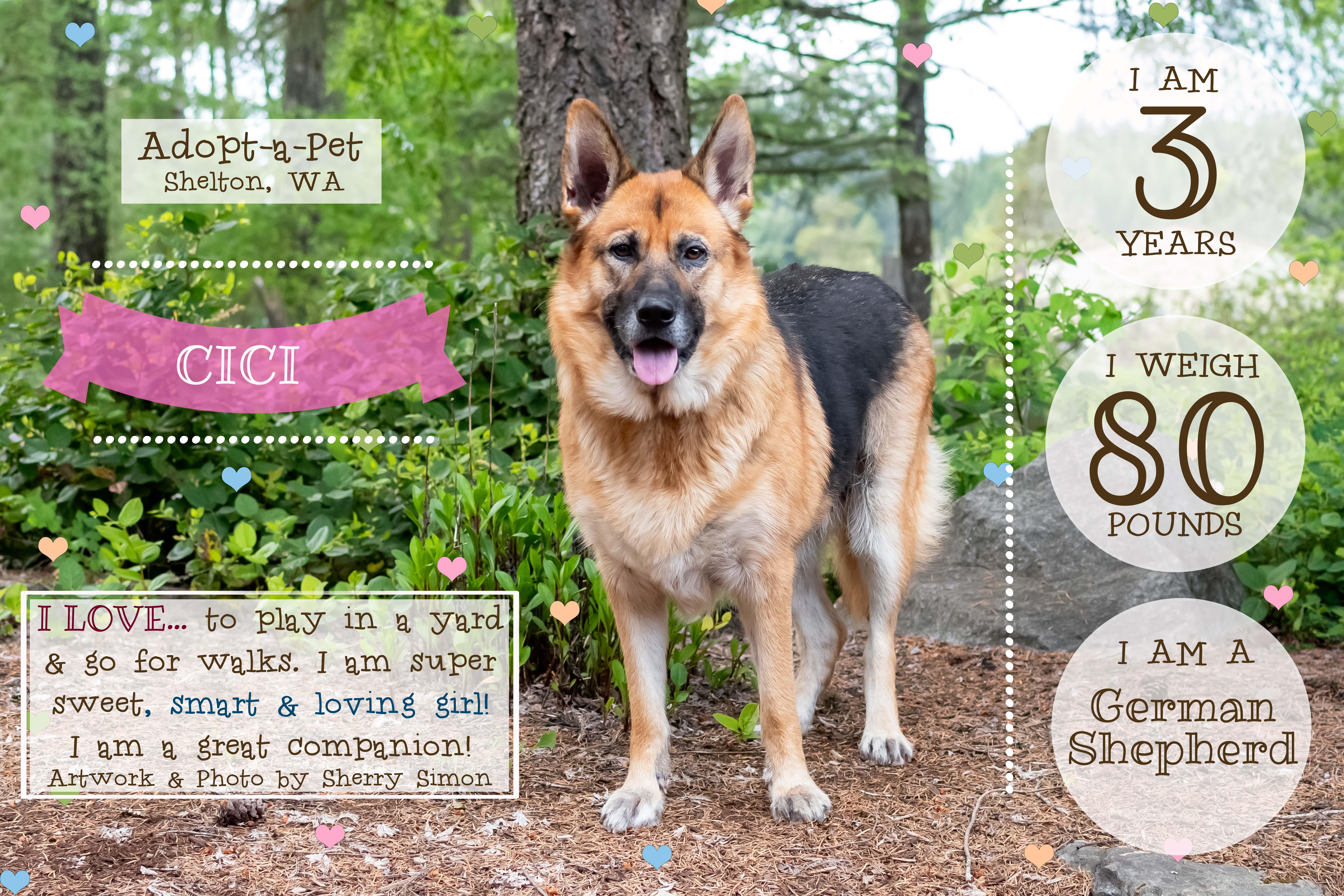 CICI, a Adoptable German Shepherd Dog in Shelton, WA image 2/6