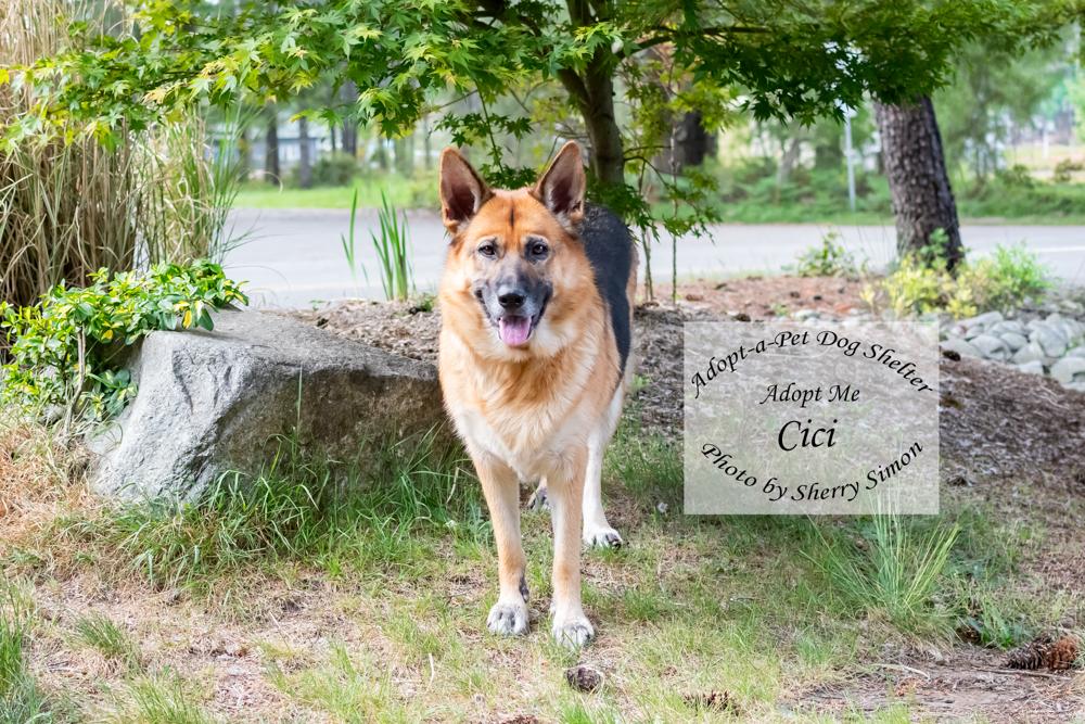 CICI, a Adoptable German Shepherd Dog in Shelton, WA image 5/6