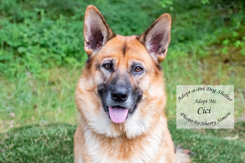 CICI, a Adoptable German Shepherd Dog in Shelton, WA image 1/6