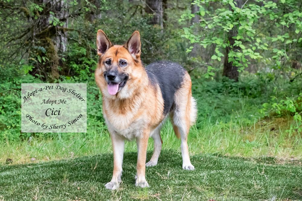 CICI, a Adoptable German Shepherd Dog in Shelton, WA image 4/6
