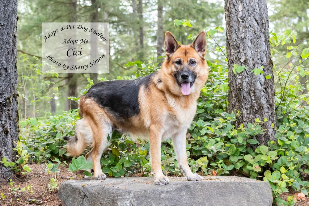 CICI, a Adoptable German Shepherd Dog in Shelton, WA image 6/6