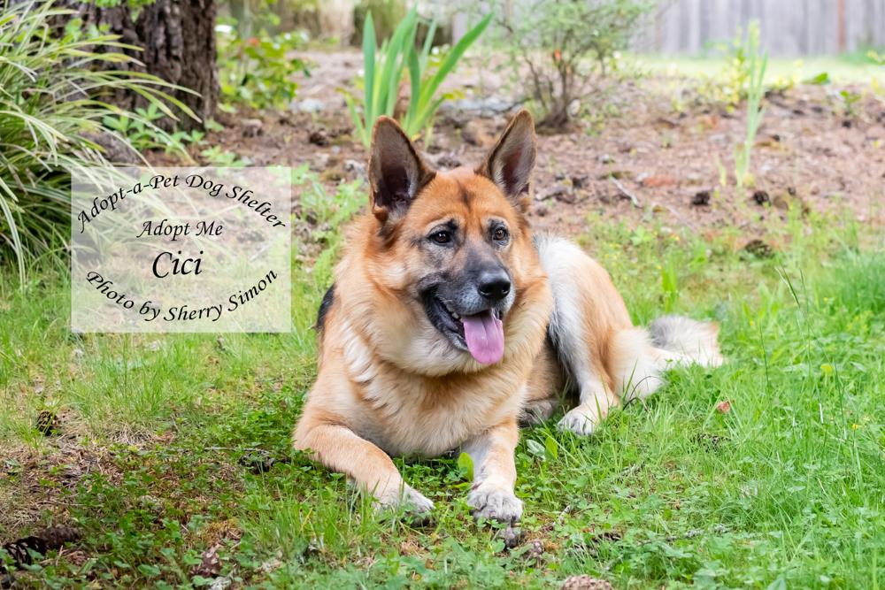 CICI, a Adoptable German Shepherd Dog in Shelton, WA image 3/6