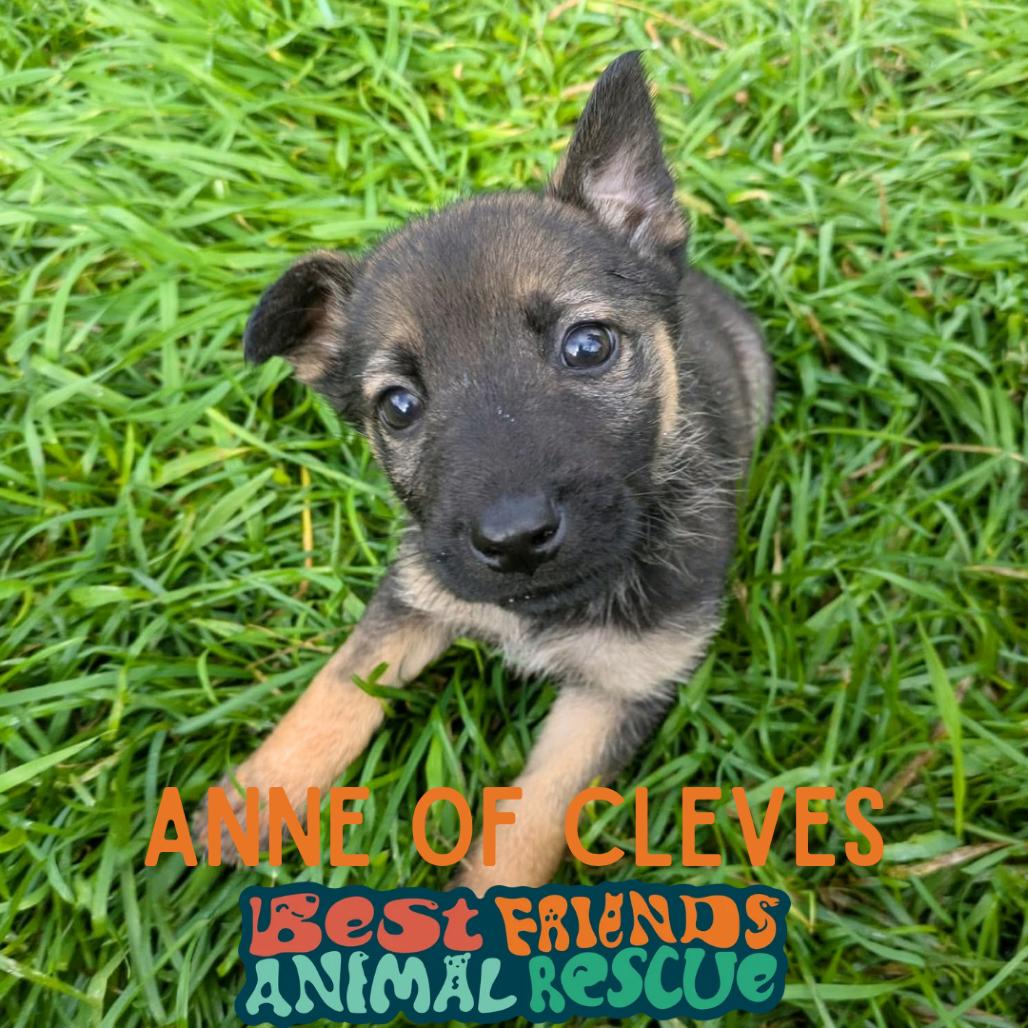 Anne of Cleves, Adoptable, Puppy Female Shepherd.