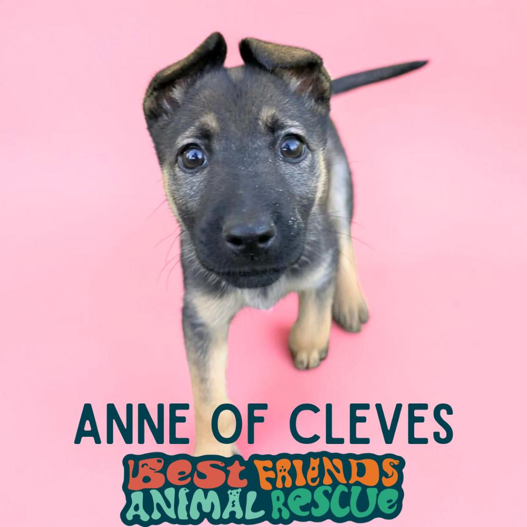 Enlarge Anne of Cleves, a Adoptable Shepherd in Wasilla, AK image 2/3