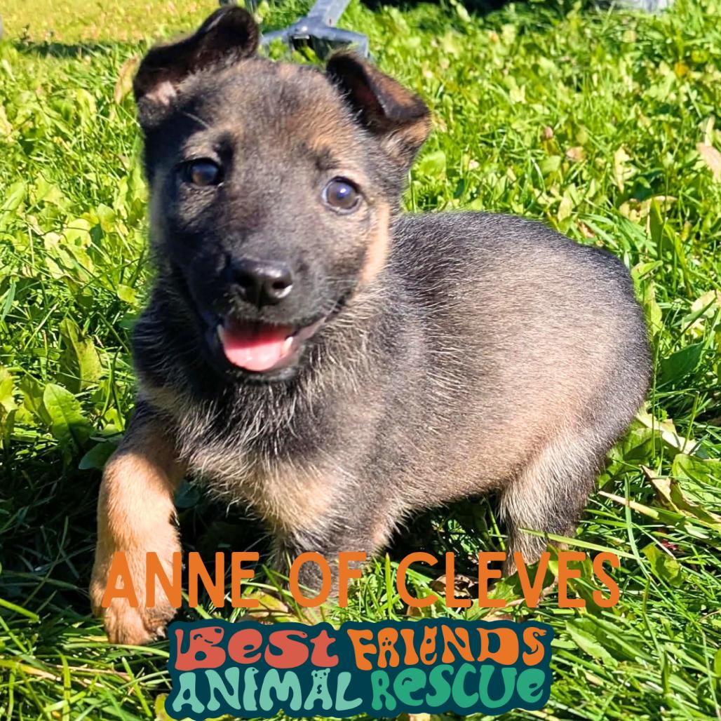 Enlarge Anne of Cleves, a Adoptable Shepherd in Wasilla, AK image 3/3