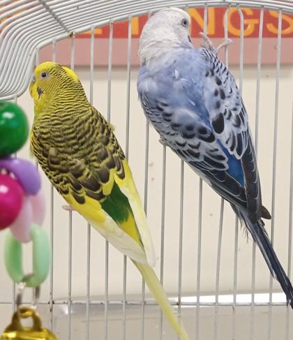 Bluey, Adoptable, Adult Unknown Budgie / Budgerigar.