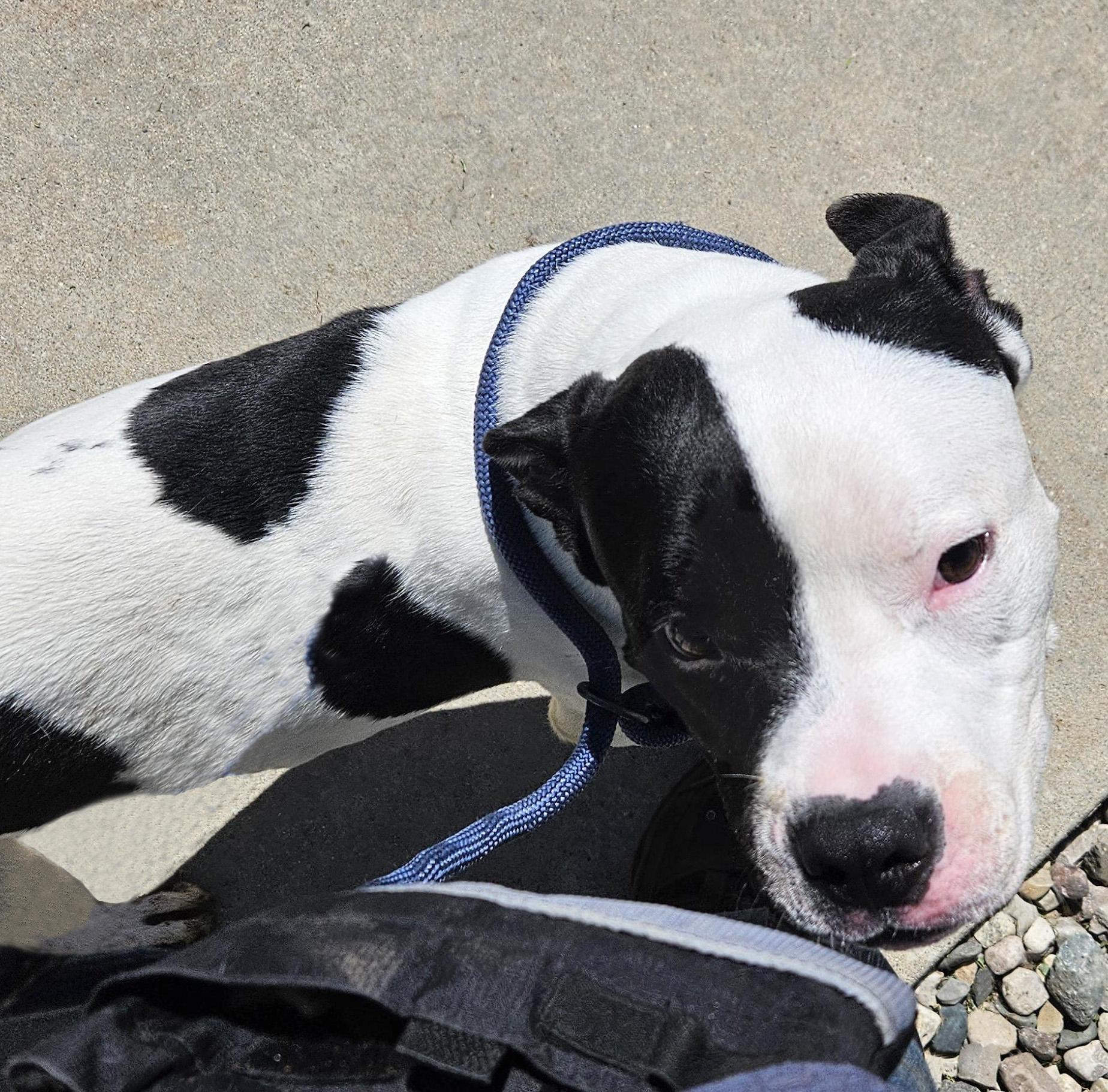 Enlarge Rucker, a Adoptable Pit Bull Terrier in Benton Harbor, MI image 2/4