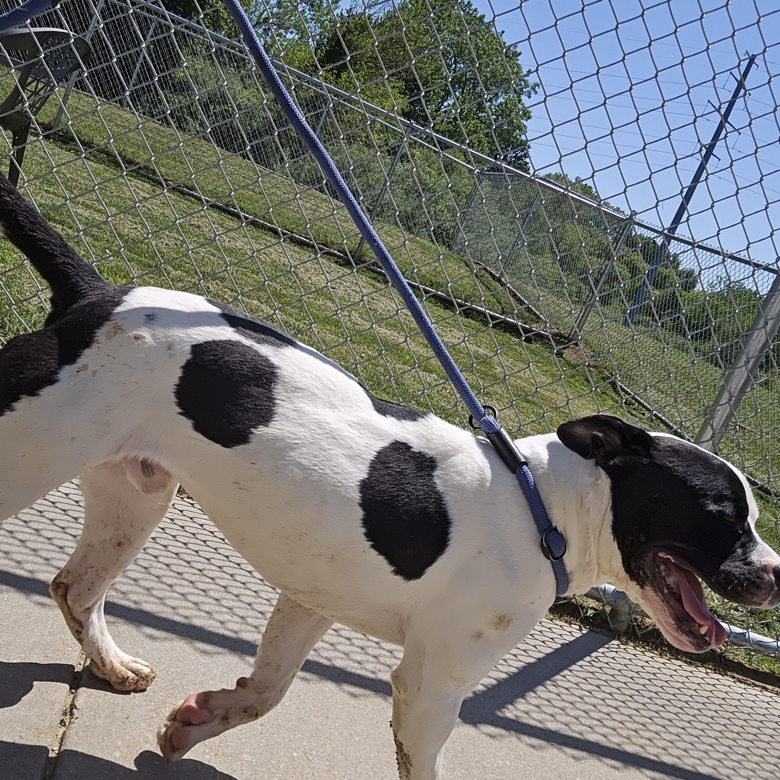 Enlarge Rucker, a Adoptable Pit Bull Terrier in Benton Harbor, MI image 4/4