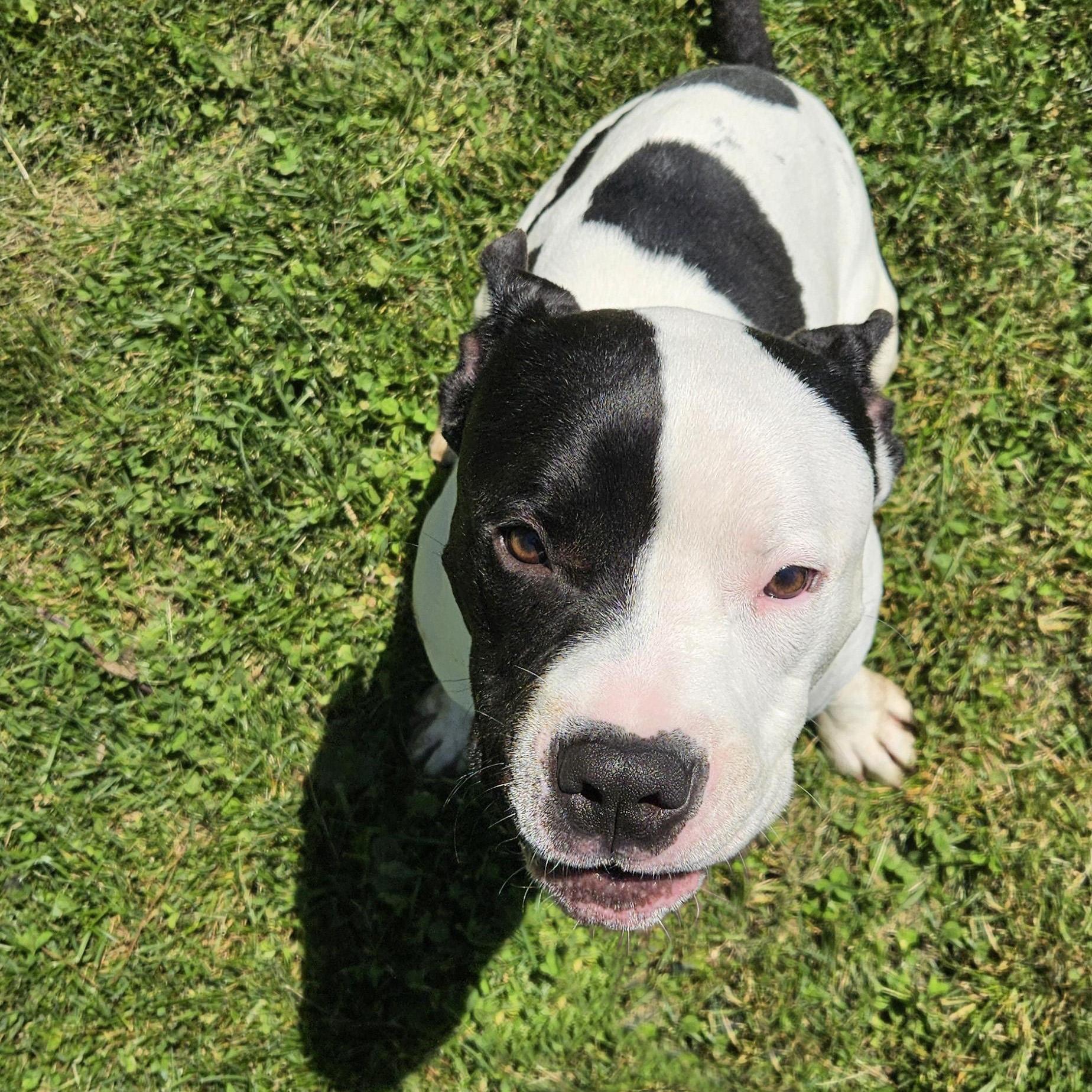 Enlarge Rucker, a Adoptable Pit Bull Terrier in Benton Harbor, MI image 3/4