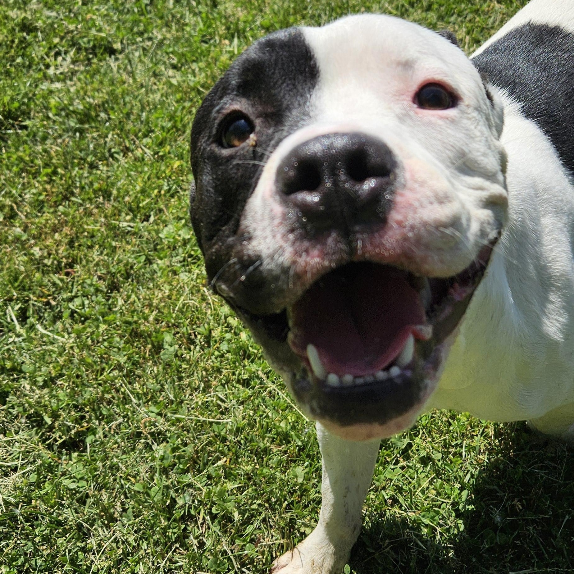 Enlarge Rucker, a Adoptable Pit Bull Terrier in Benton Harbor, MI image 1/4