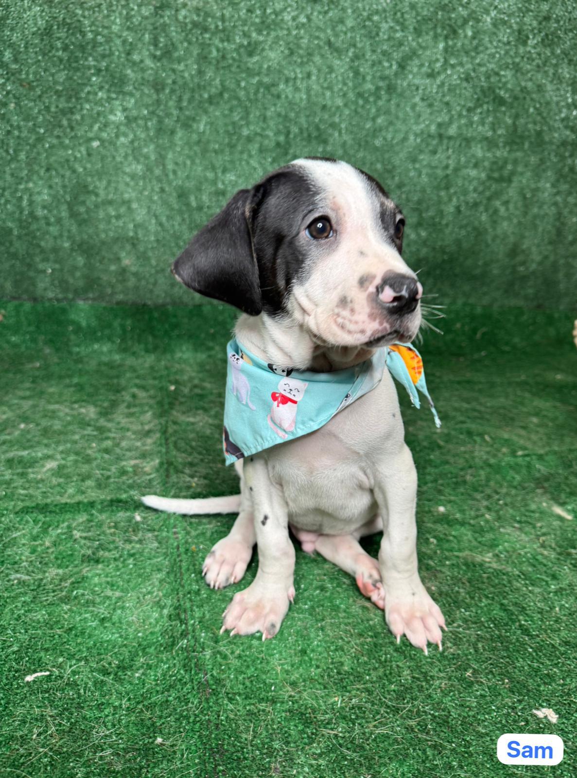 Enlarge Sam, a ADOPTABLE mixed breed in New York, NY image 2/2