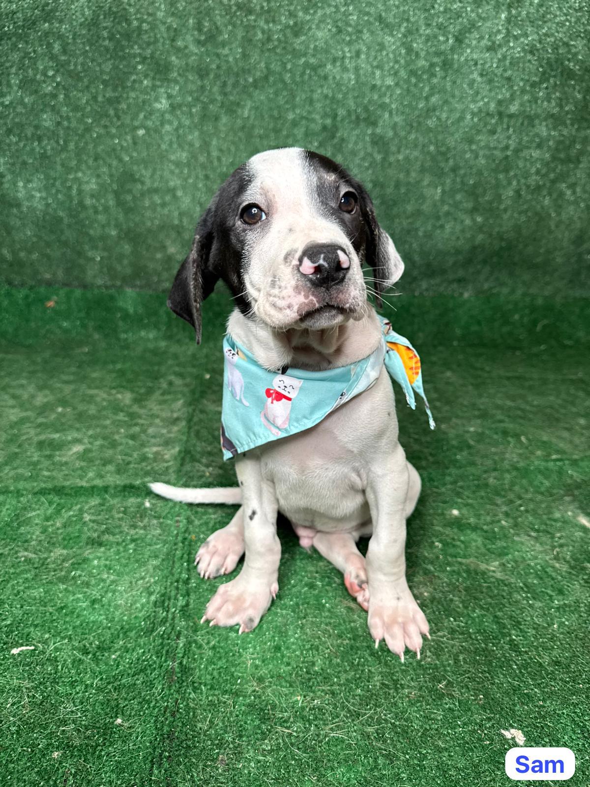 Enlarge Sam, a ADOPTABLE mixed breed in New York, NY image 1/2