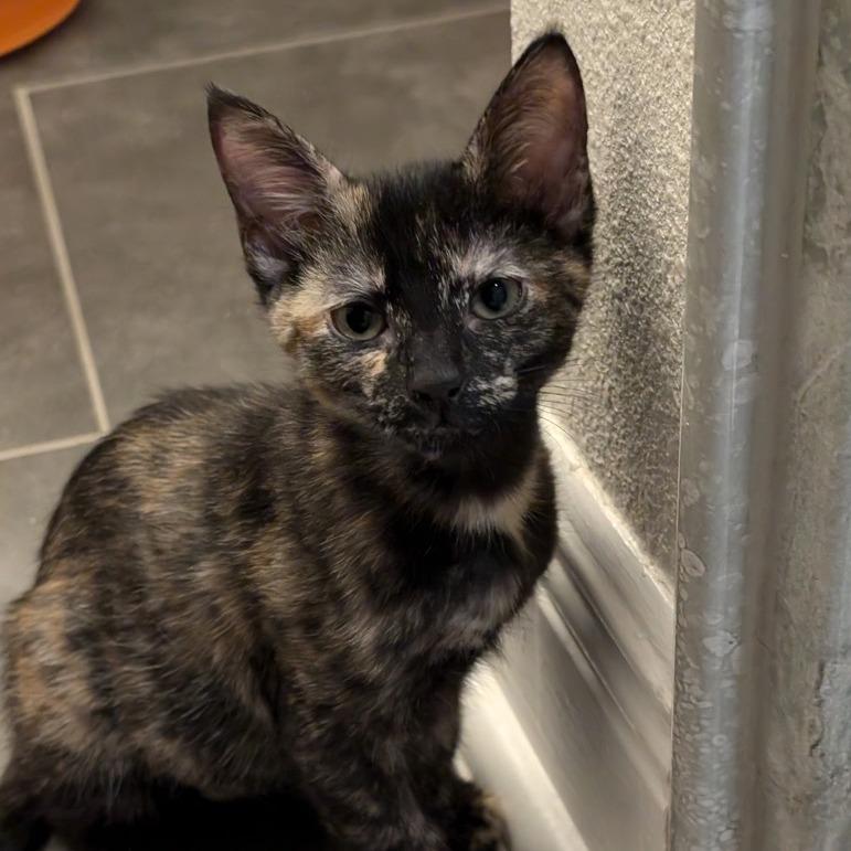 Happy to Serve, Adoptable, Young Female Domestic Short Hair.