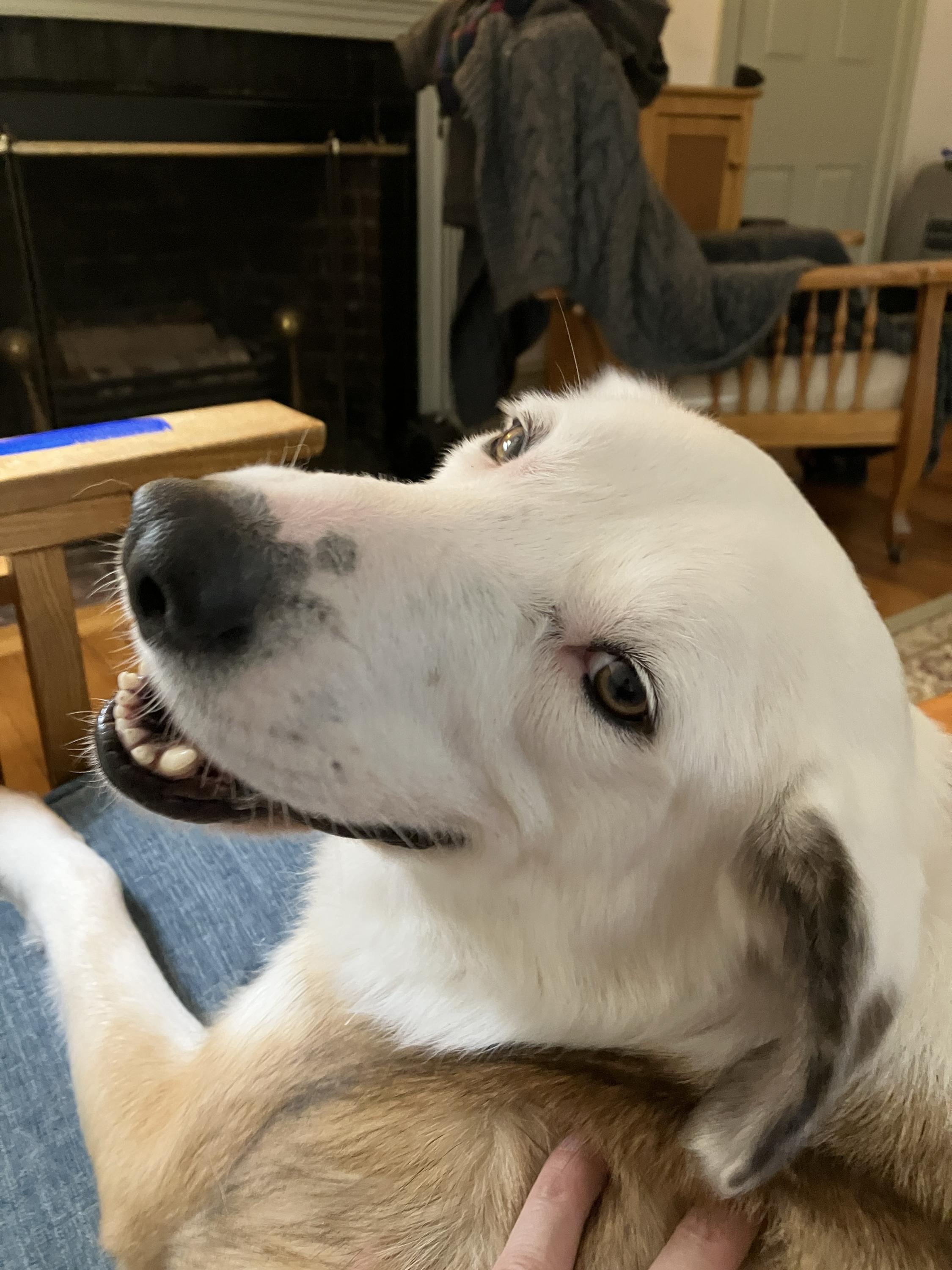 PK, adopted, Adult Female Mixed Breed.