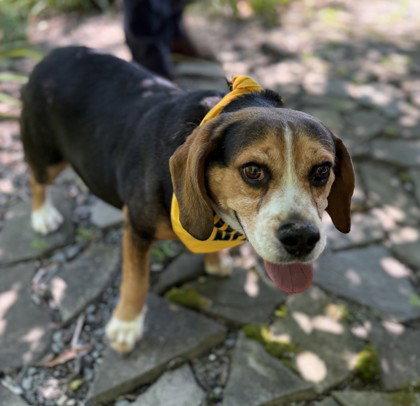Fat Albert, Adoptable, Adult Male Beagle.