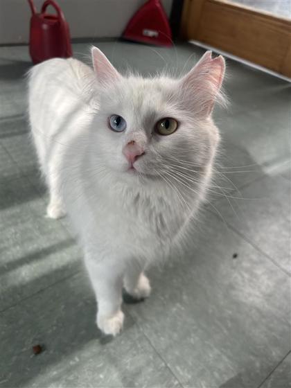 Lea, a Adoptable mixed breed in Montreal, QC image 1/3