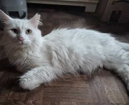 Lea, a Adoptable mixed breed in Montreal, QC image 3/3