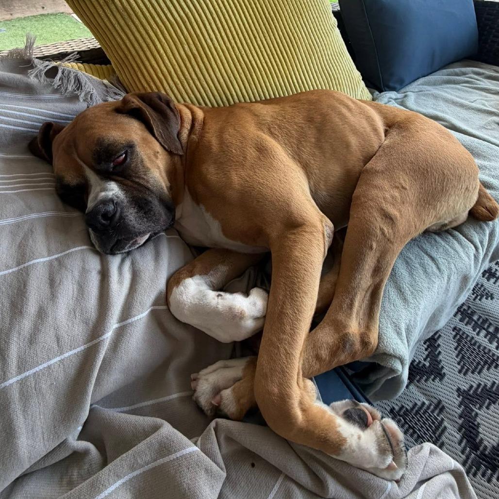 Enlarge Emmet, a Adoptable Boxer in McMinnville, OR image 1/6