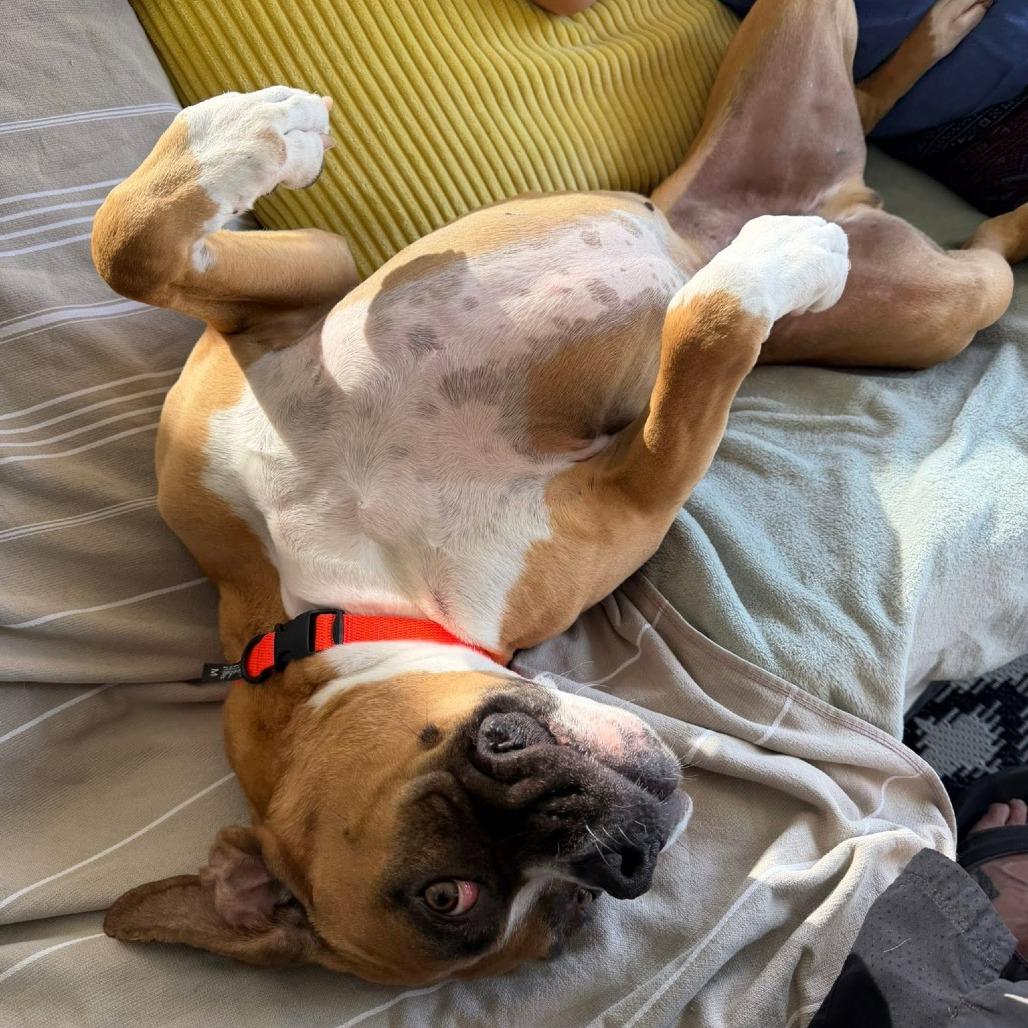 Enlarge Emmet, a Adoptable Boxer in McMinnville, OR image 2/6