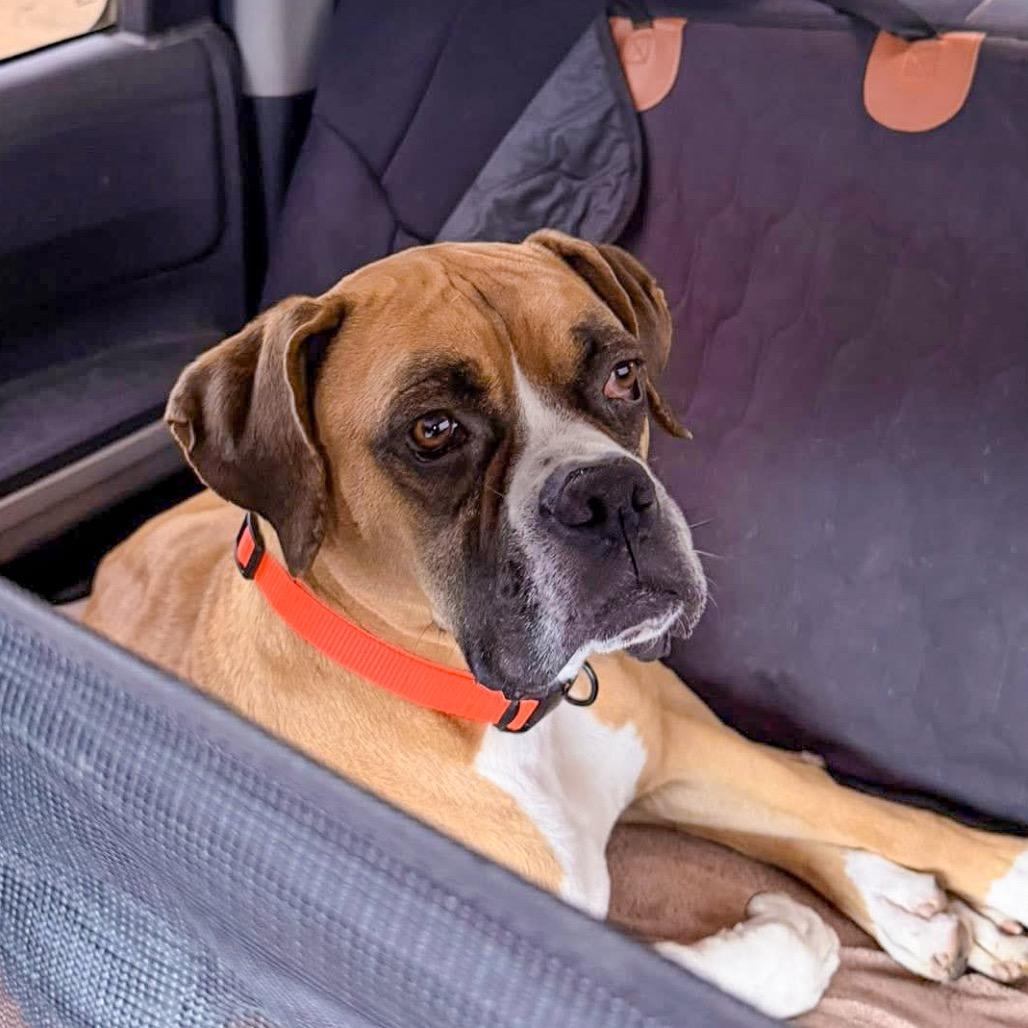 Enlarge Emmet, a Adoptable Boxer in McMinnville, OR image 3/6