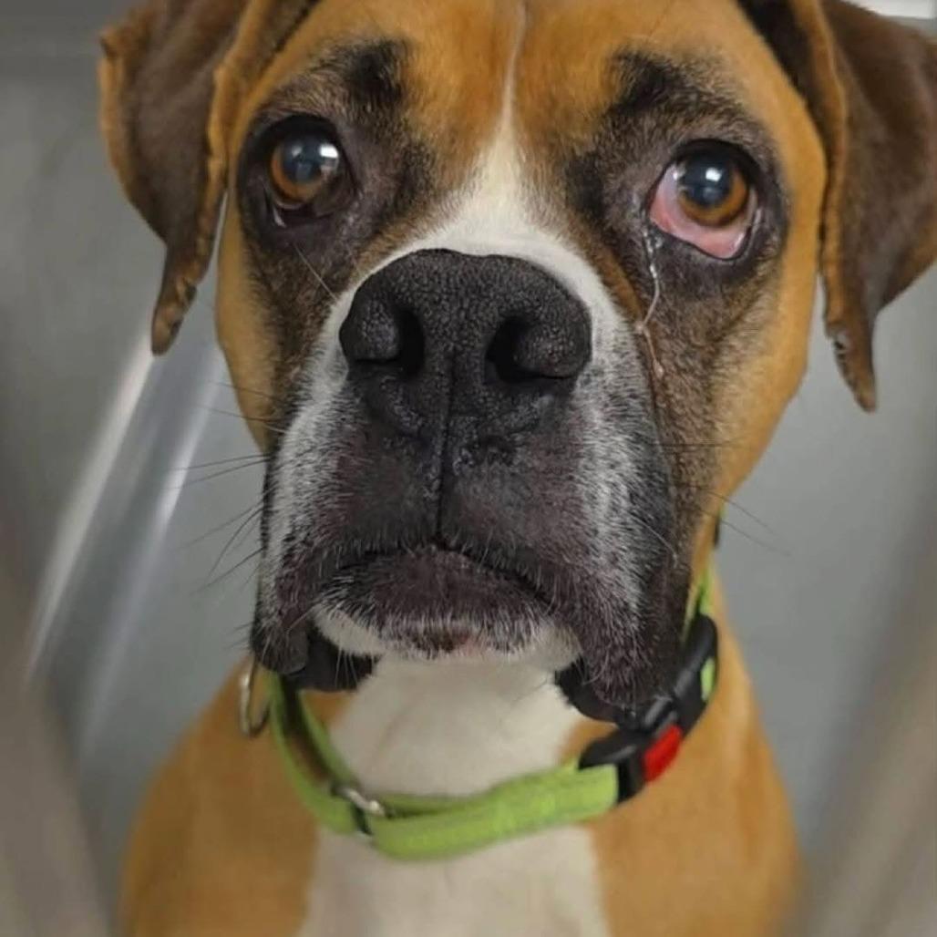 Enlarge Emmet, a Adoptable Boxer in McMinnville, OR image 4/6