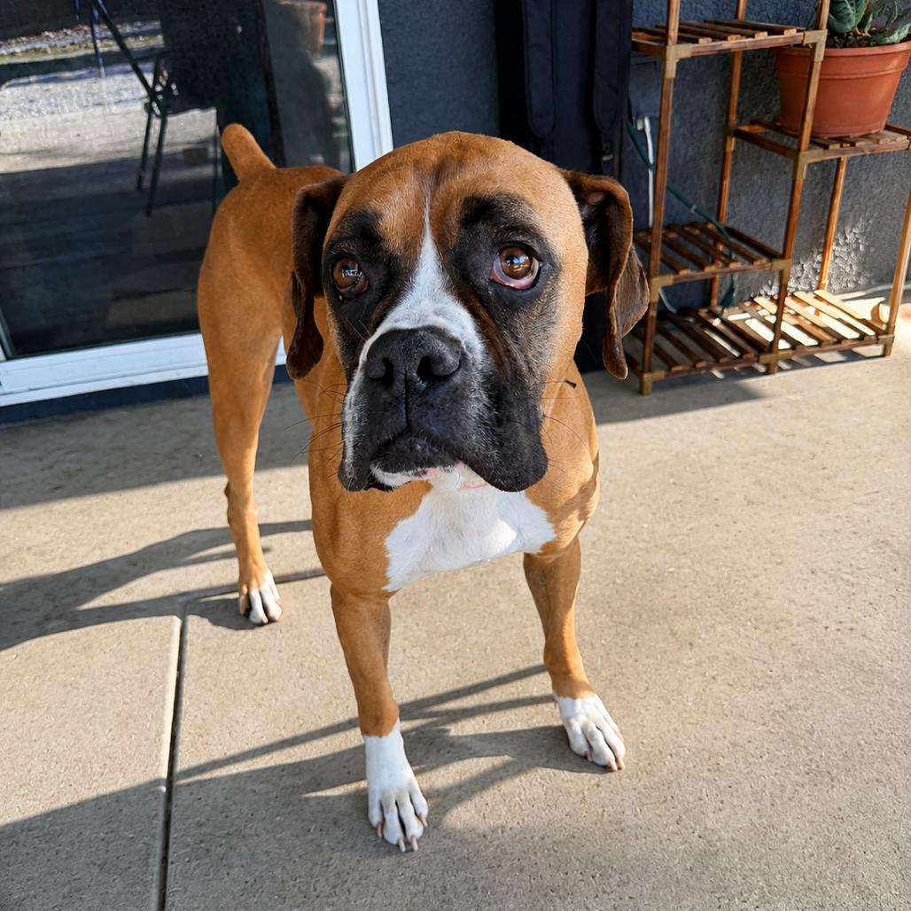 Enlarge Emmet, a Adoptable Boxer in McMinnville, OR image 6/6