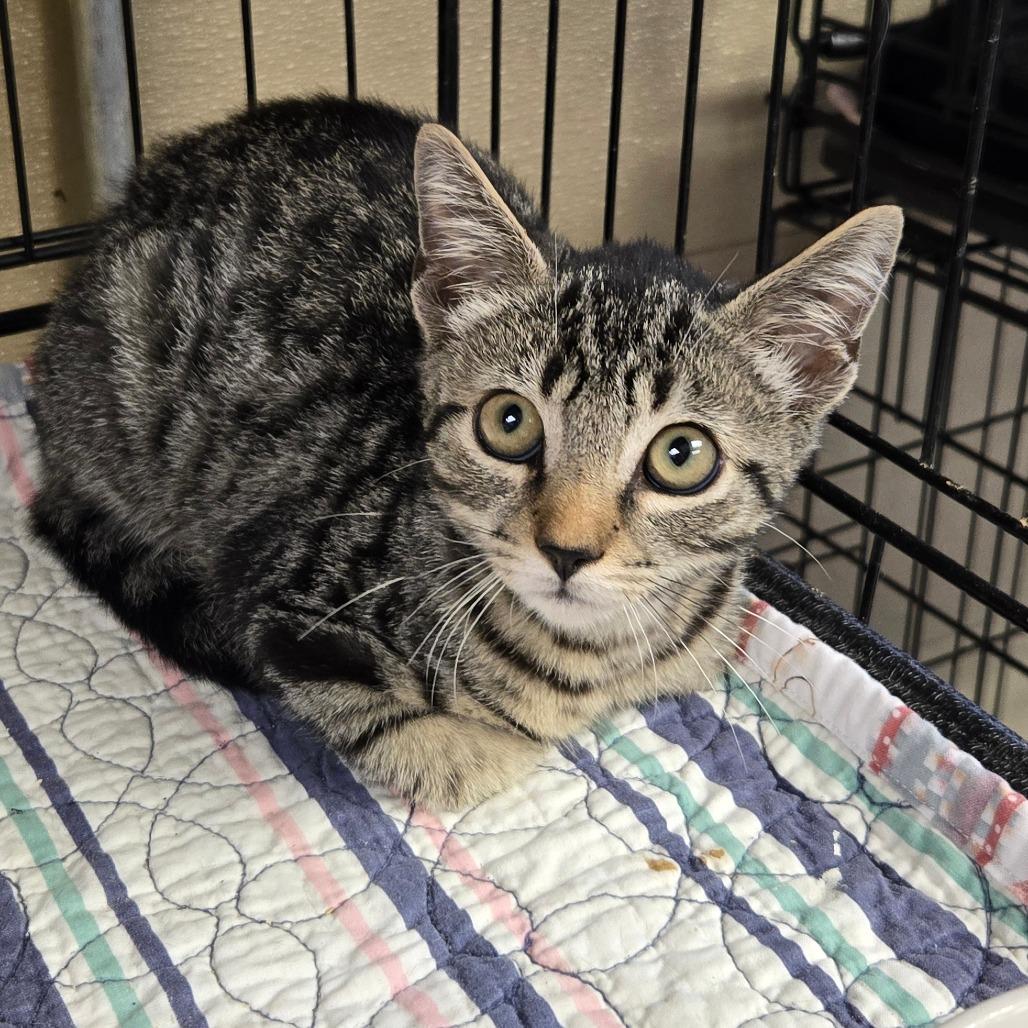 Kasey, Adoptable, Young Female Domestic Short Hair.