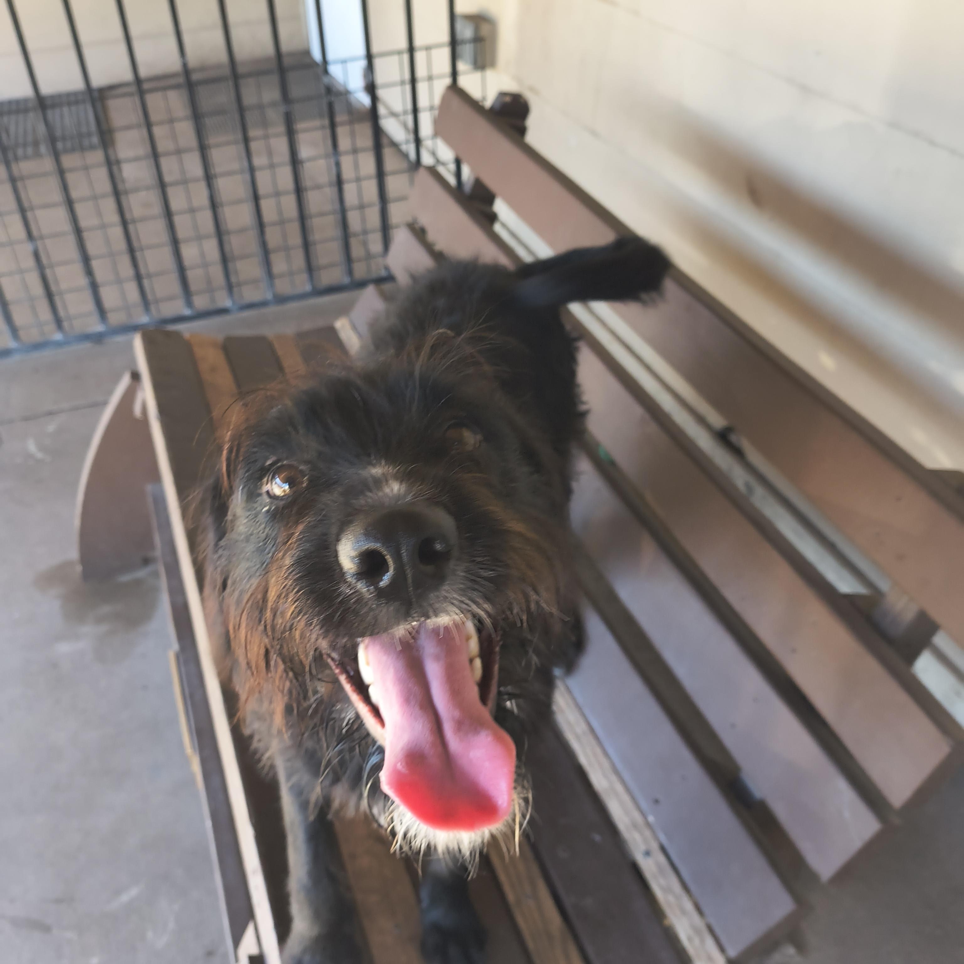 Enlarge Harmony, an adoptable mixed breed in Plano, TX image 2/5