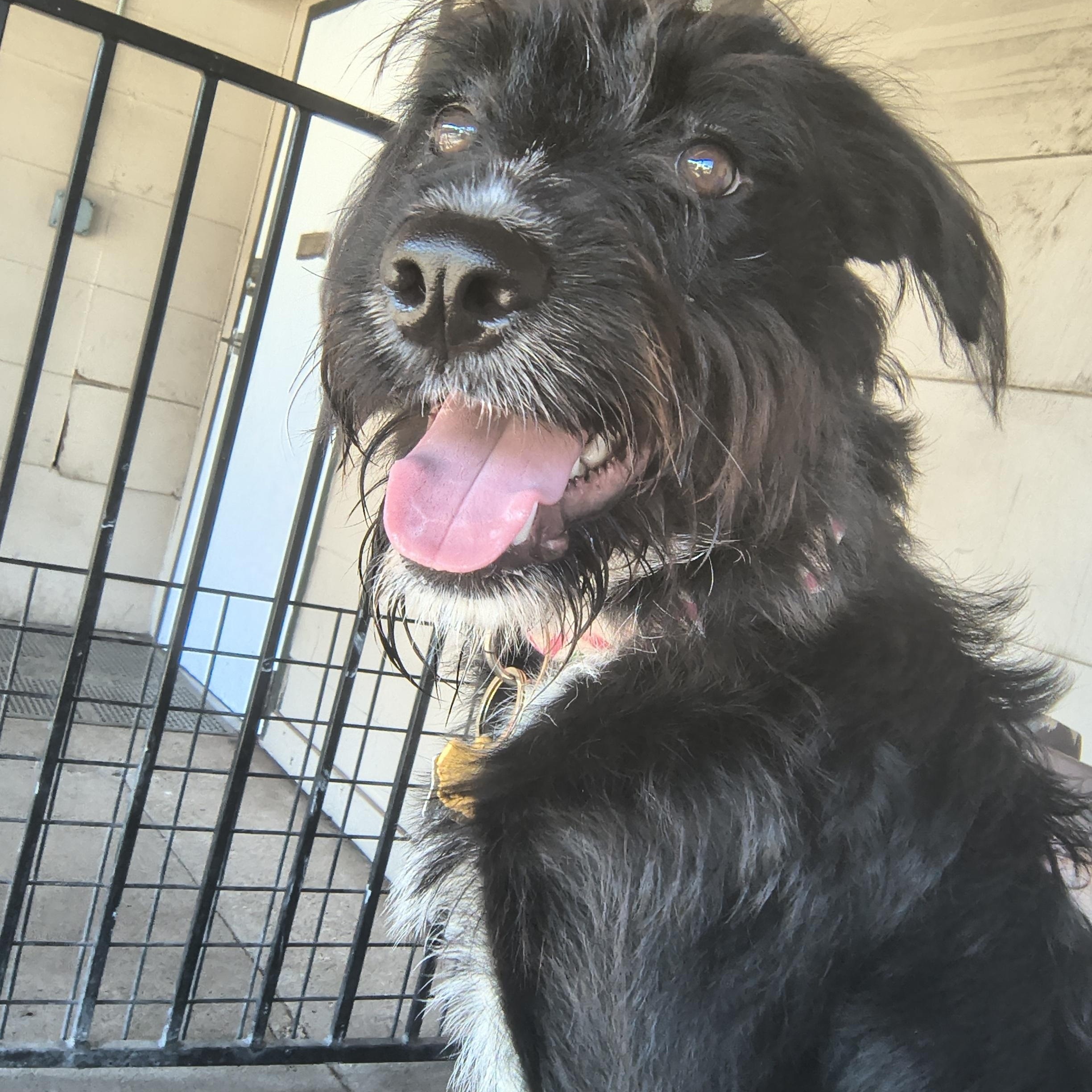 Enlarge Harmony, an adoptable mixed breed in Plano, TX image 1/5