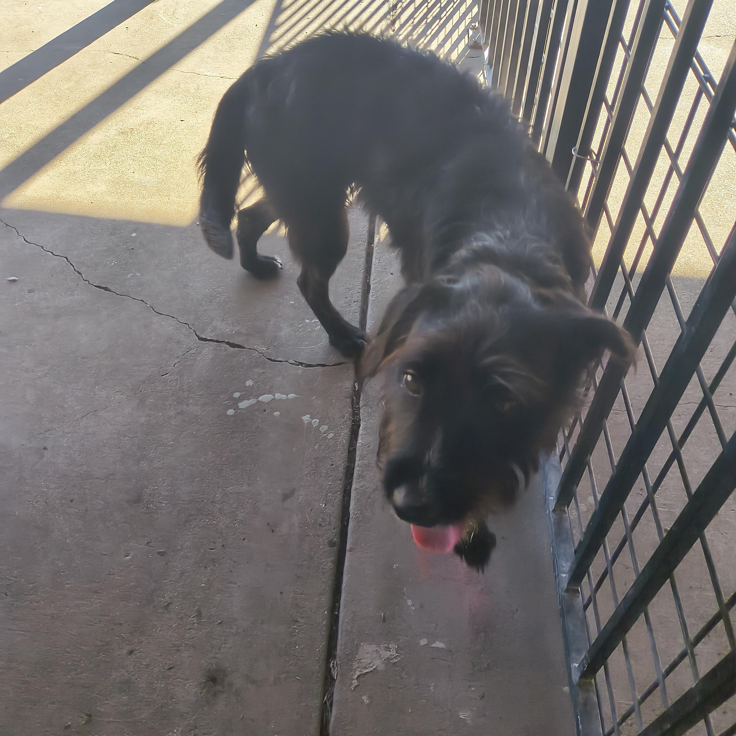 Enlarge Harmony, an adoptable mixed breed in Plano, TX image 5/5