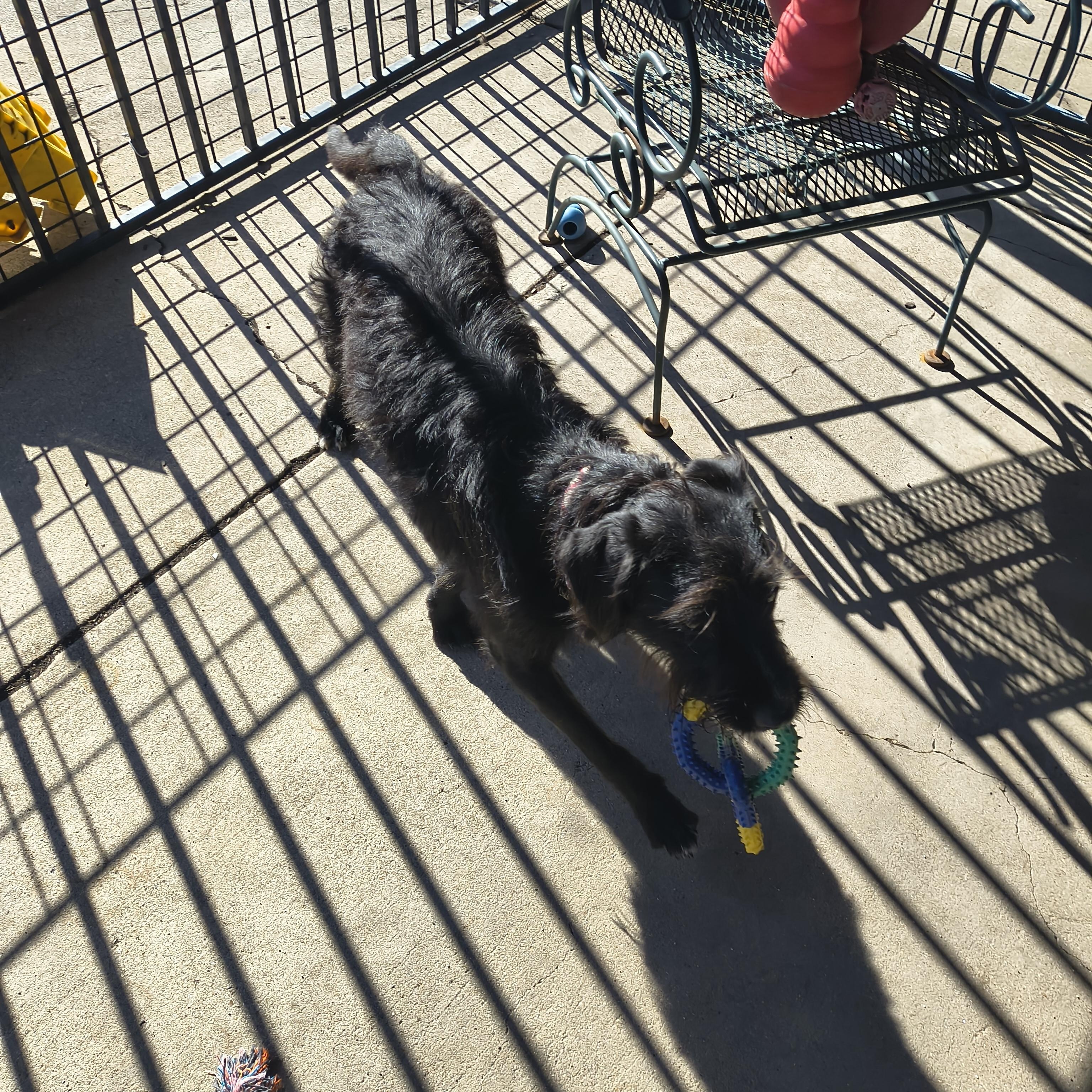 Enlarge Harmony, an adoptable mixed breed in Plano, TX image 3/5