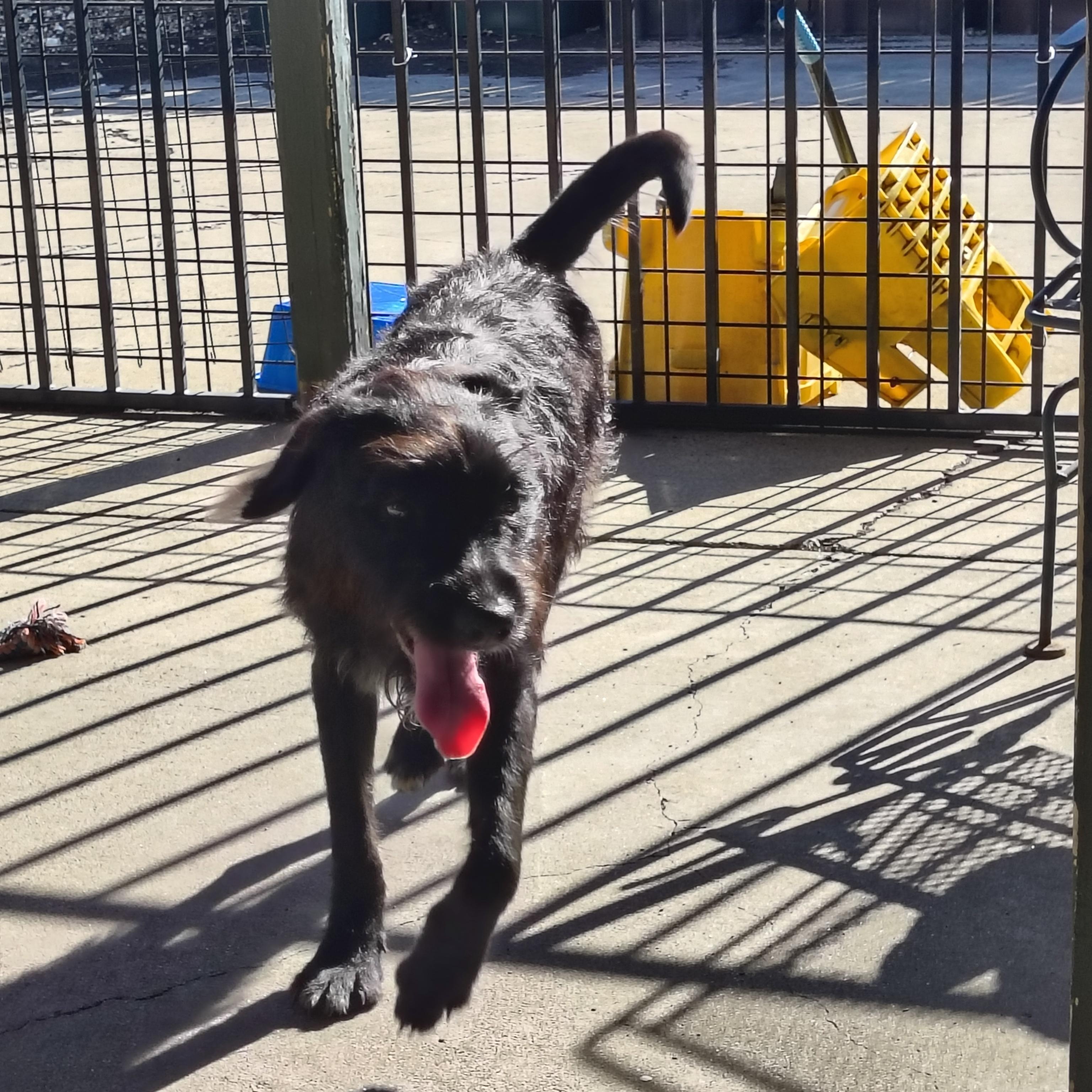 Enlarge Harmony, an adoptable mixed breed in Plano, TX image 4/5