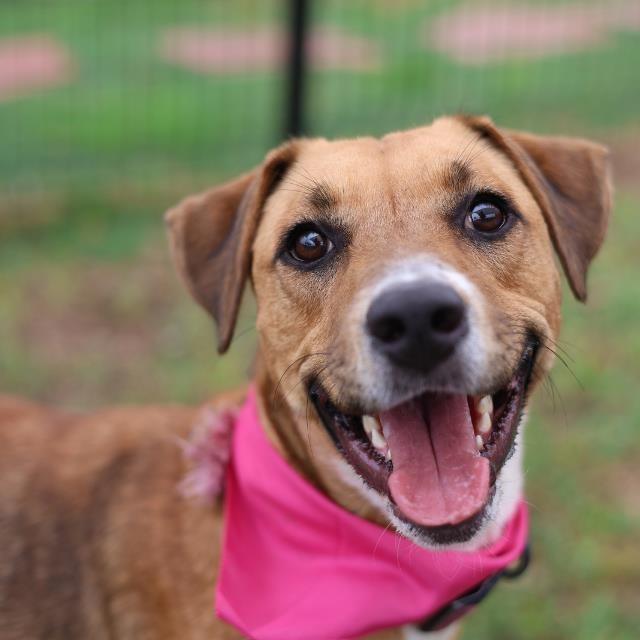 Enlarge Becky, a Adoptable Labrador Retriever in Hagerstown, MD image 1/1