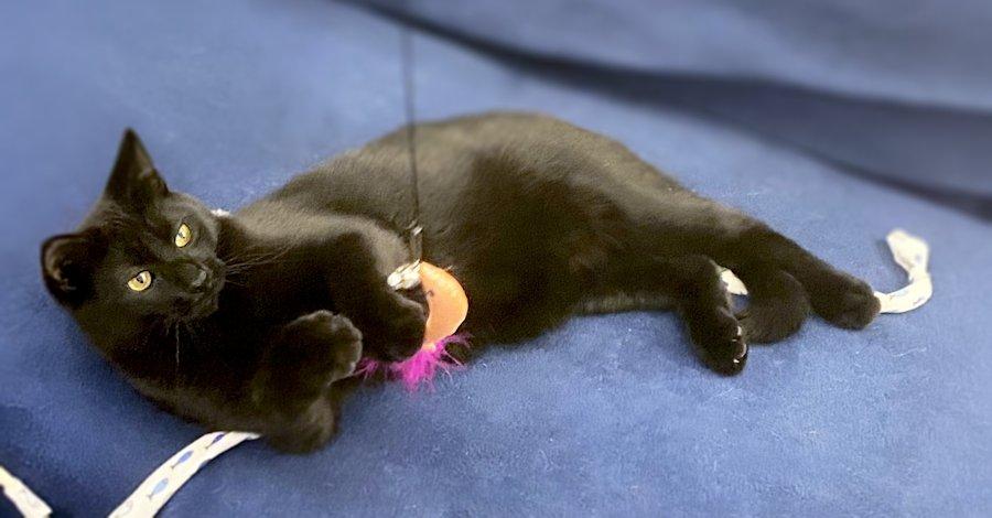 Jack, adoptable, Kitten Male Domestic Short Hair.