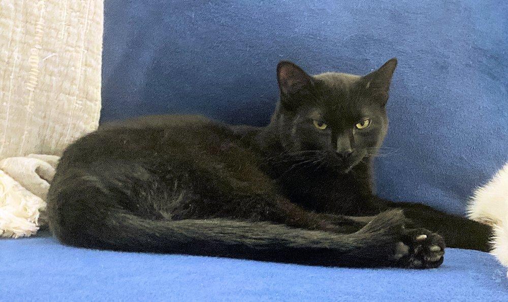 Jack, an adoptable Domestic Short Hair image 2/3