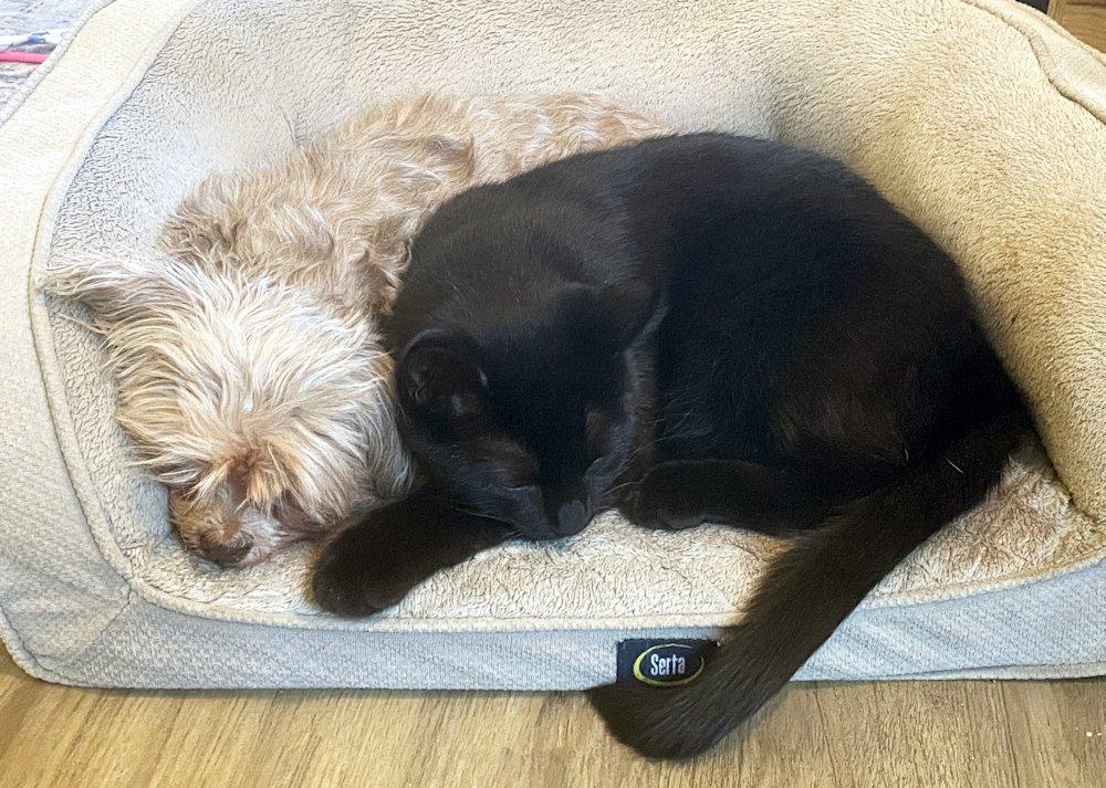 Jack, an adoptable Domestic Short Hair image 3/3