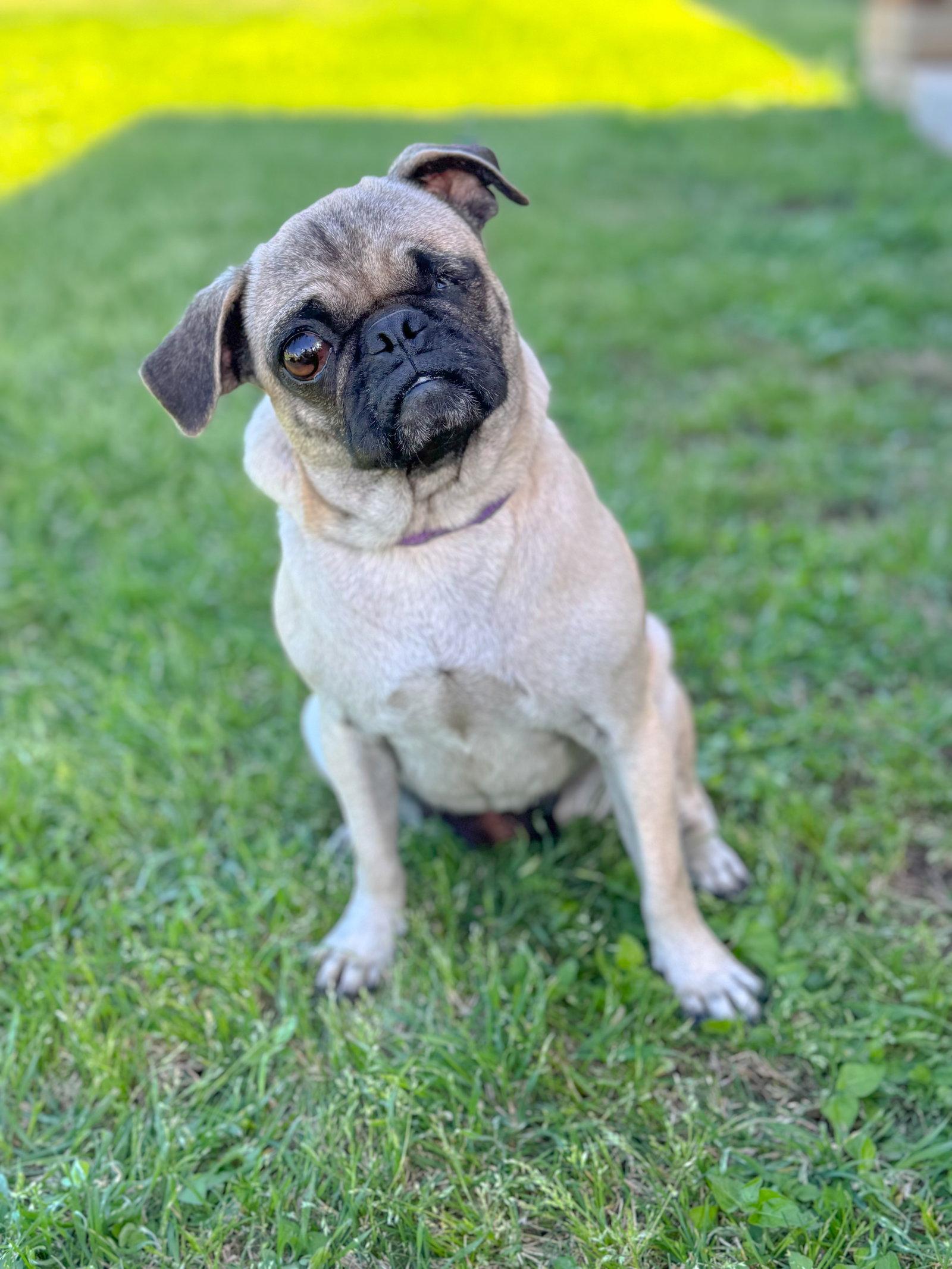 Raspberry, Adoptable, Adult Female Pug.