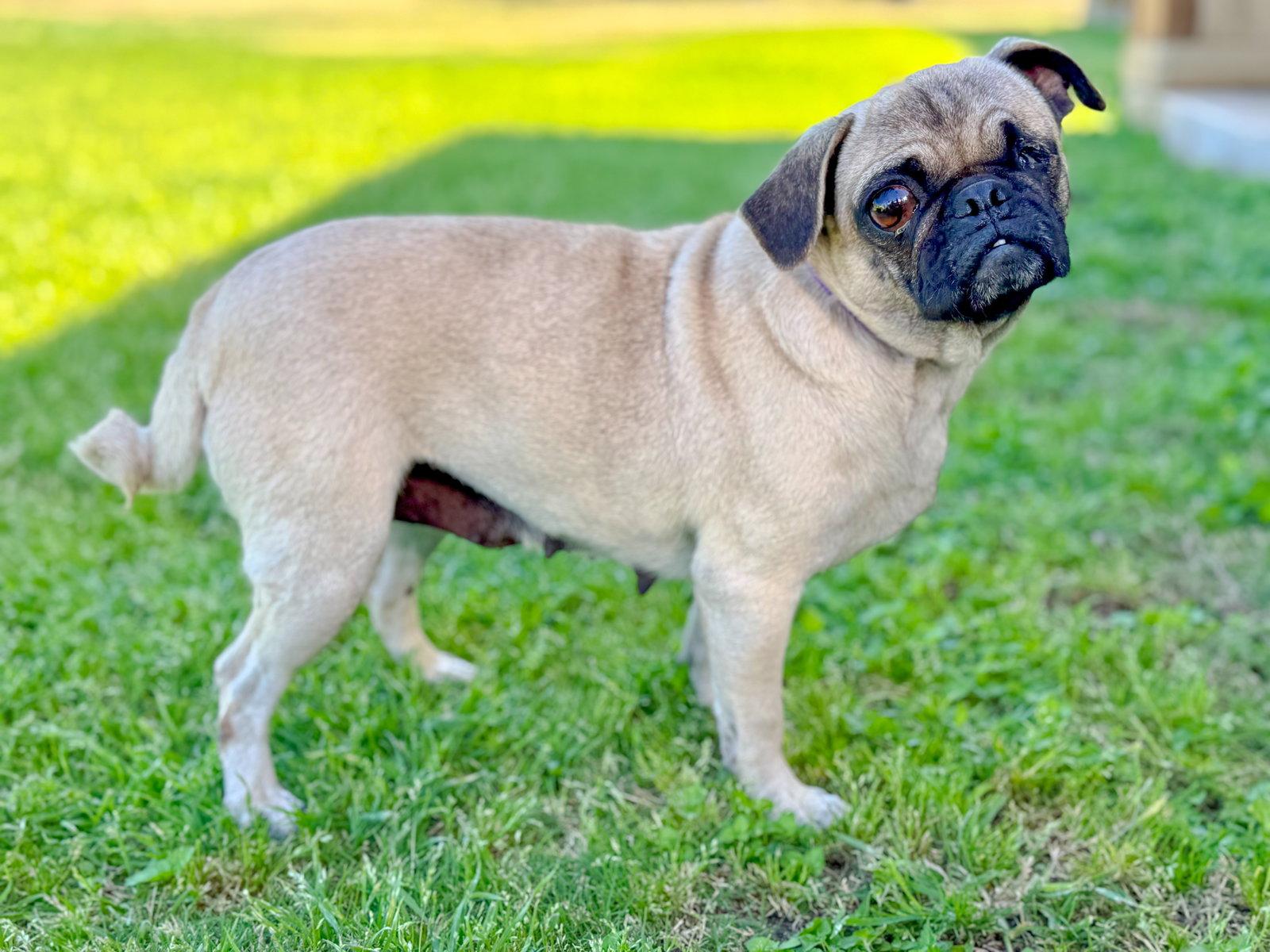 Enlarge Raspberry, a Adoptable Pug in Helotes, TX image 2/3
